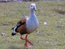 Orinoco Goose (WWT Slimbridge April 2013) - pic by Nigel Key